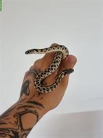 0.2 Thamnophis marcianus NZ24, Karierte Strumpfbandnattern
