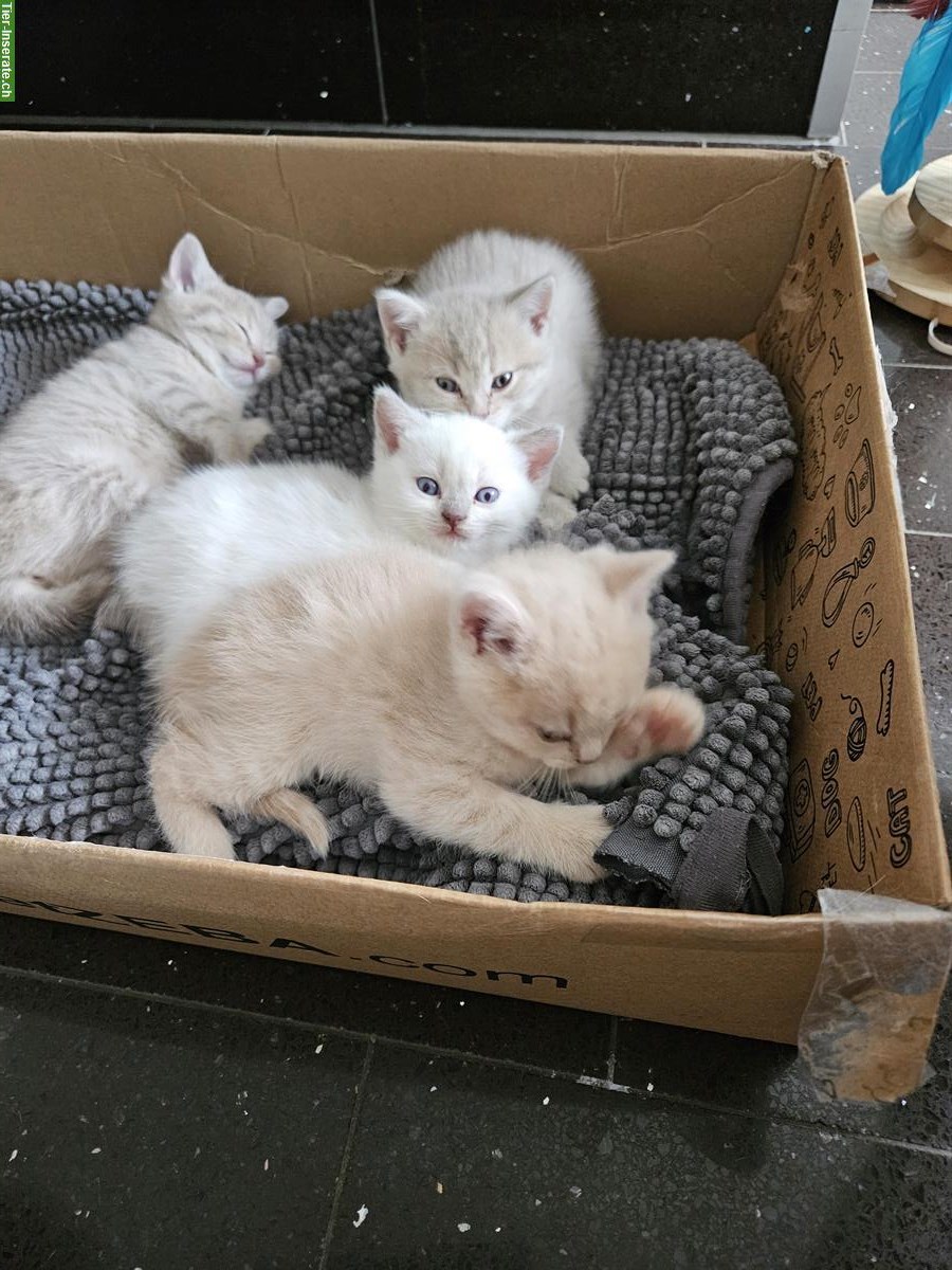 BKH Kitten in lilac tabby, creme und blue point
