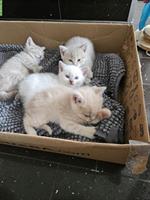 BKH Kitten in lilac tabby, creme und blue point