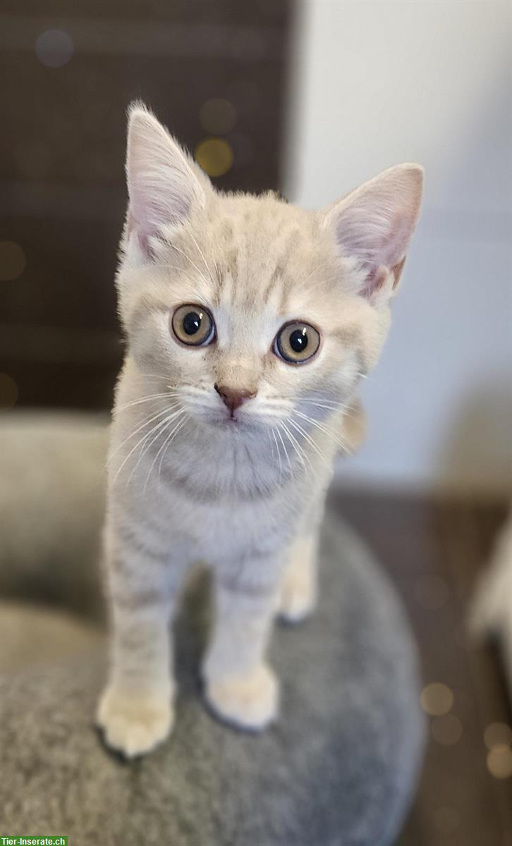 Bild 6: BKH Kitten in lilac tabby, creme und blue point