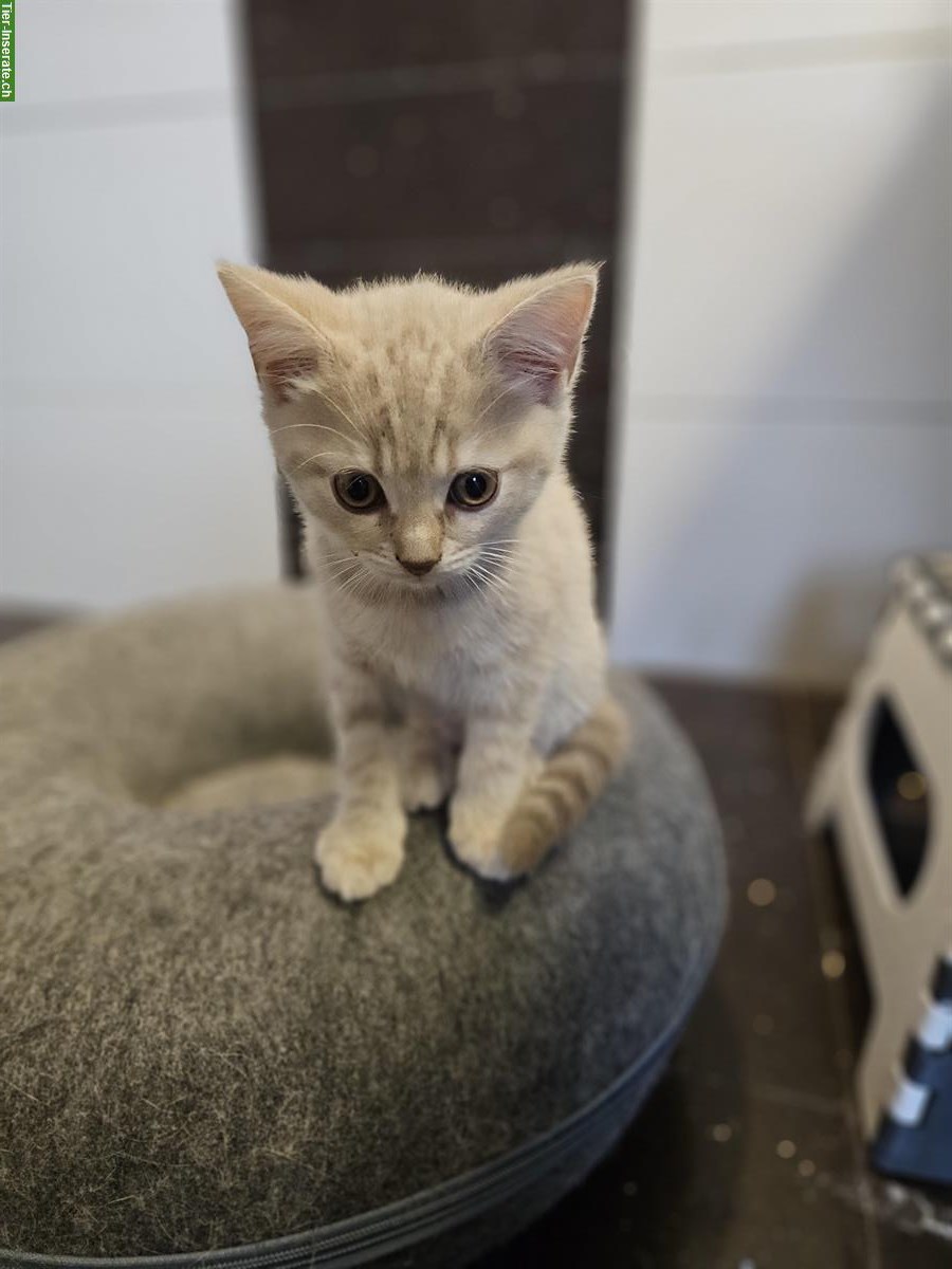 Bild 7: BKH Kitten in lilac tabby, creme und blue point