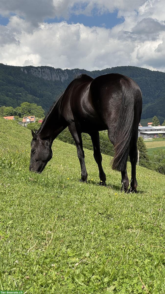 Offenstall gesucht für meine 3 Pferde, Region Solothurn