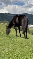 Offenstall gesucht für meine 3 Pferde, Region Solothurn