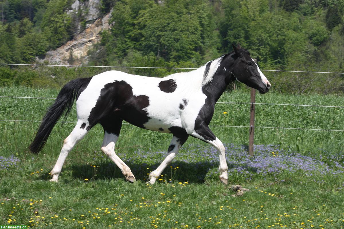 Bild 2: Offenstall gesucht für meine 3 Pferde, Region Solothurn