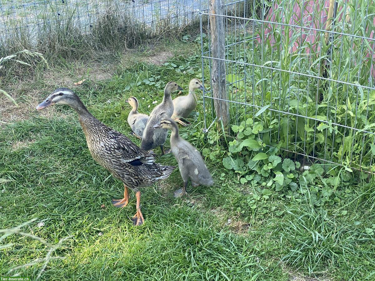 Bild 3: Junge Laufenten aus Naturbrut an guten Platz abzugeben