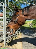 Suchen Unterstützung im Pferdestall, Hägglingen AG