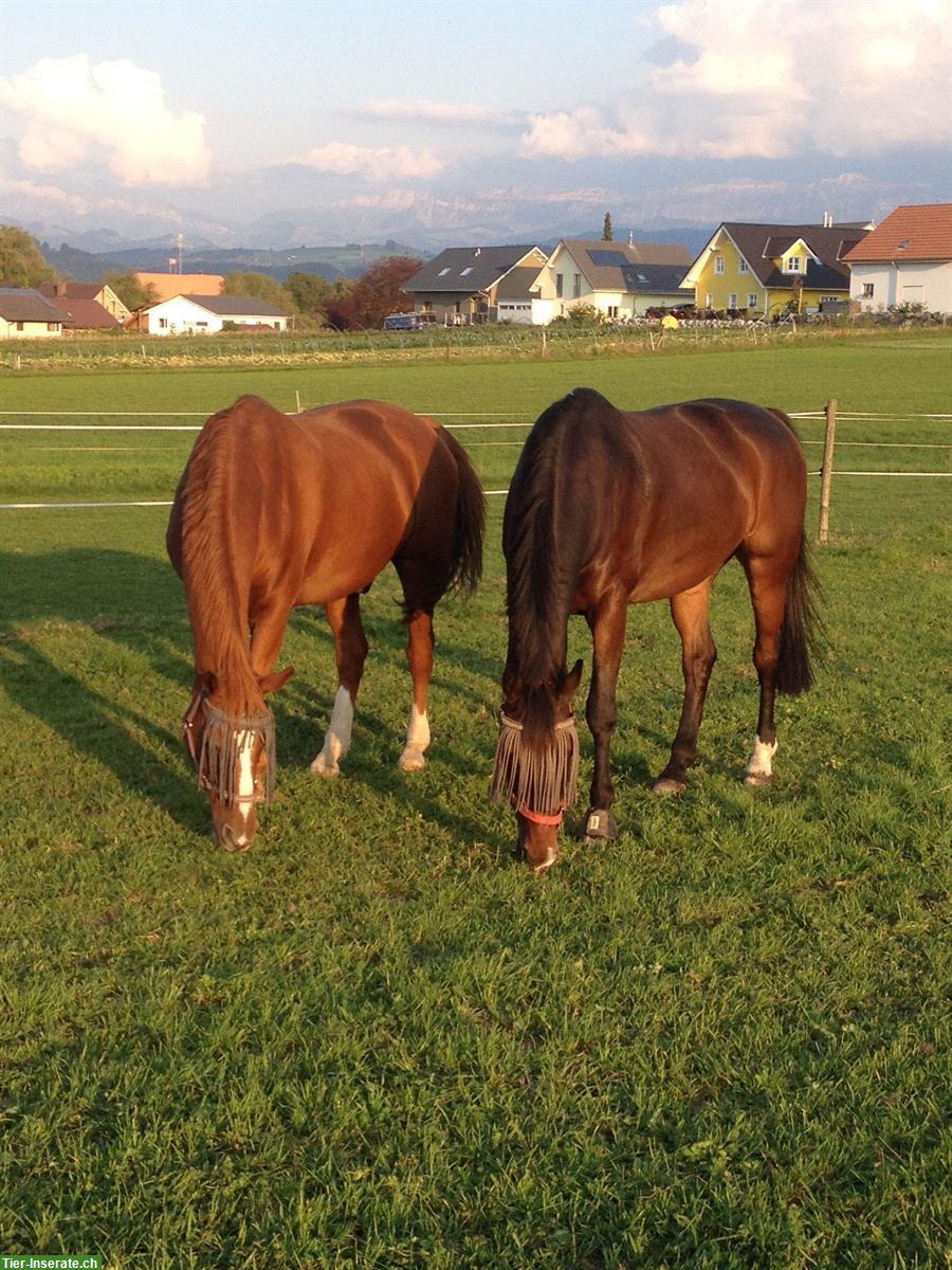 Zwei Pferdeboxen frei in Kirchdorf BE