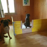 Boxer Welpen Wurfankündigung