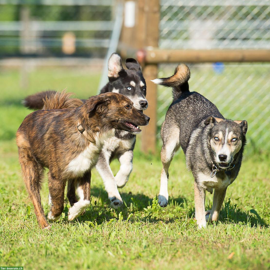 Bild 7: Suchen Mitarbeiterin für Pferde- und Hundebetrieb, Teilzeit