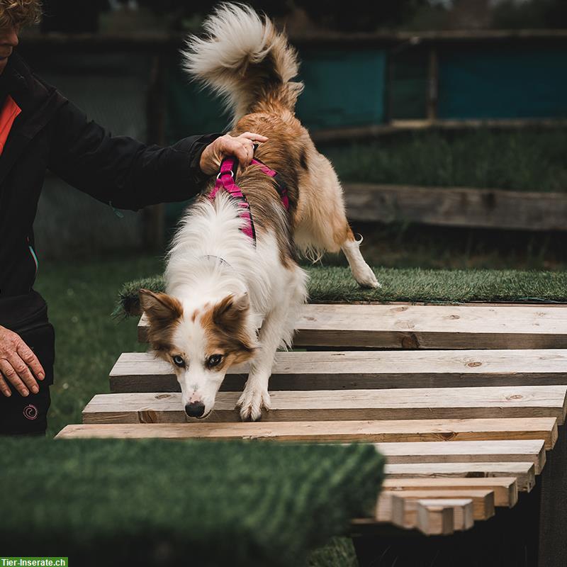 Bild 8: Suchen Pferdepflegerin / Mitarbeiterin Teilzeit 60%, nähe Kreuzlingen