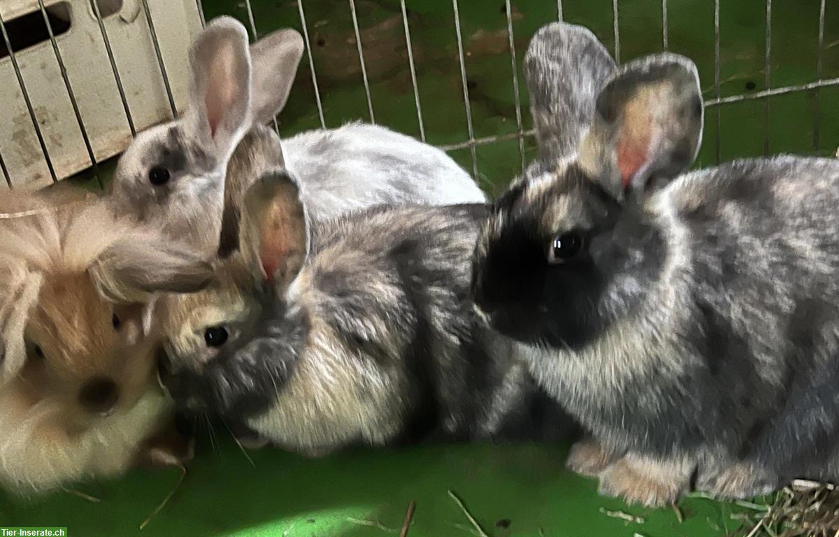 Junge Zwerghasen, Löwenkopf x Zwergwidder, 11 Wochen