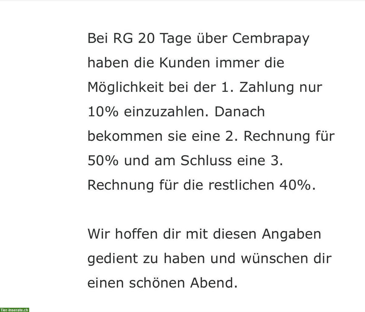 Bild 4: Junge Zwerghasen, Löwenkopf x Zwergwidder, 11 Wochen