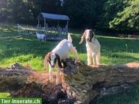 2 Burenziegen Böckli sehr zutraulich, kastriert zu verkaufen