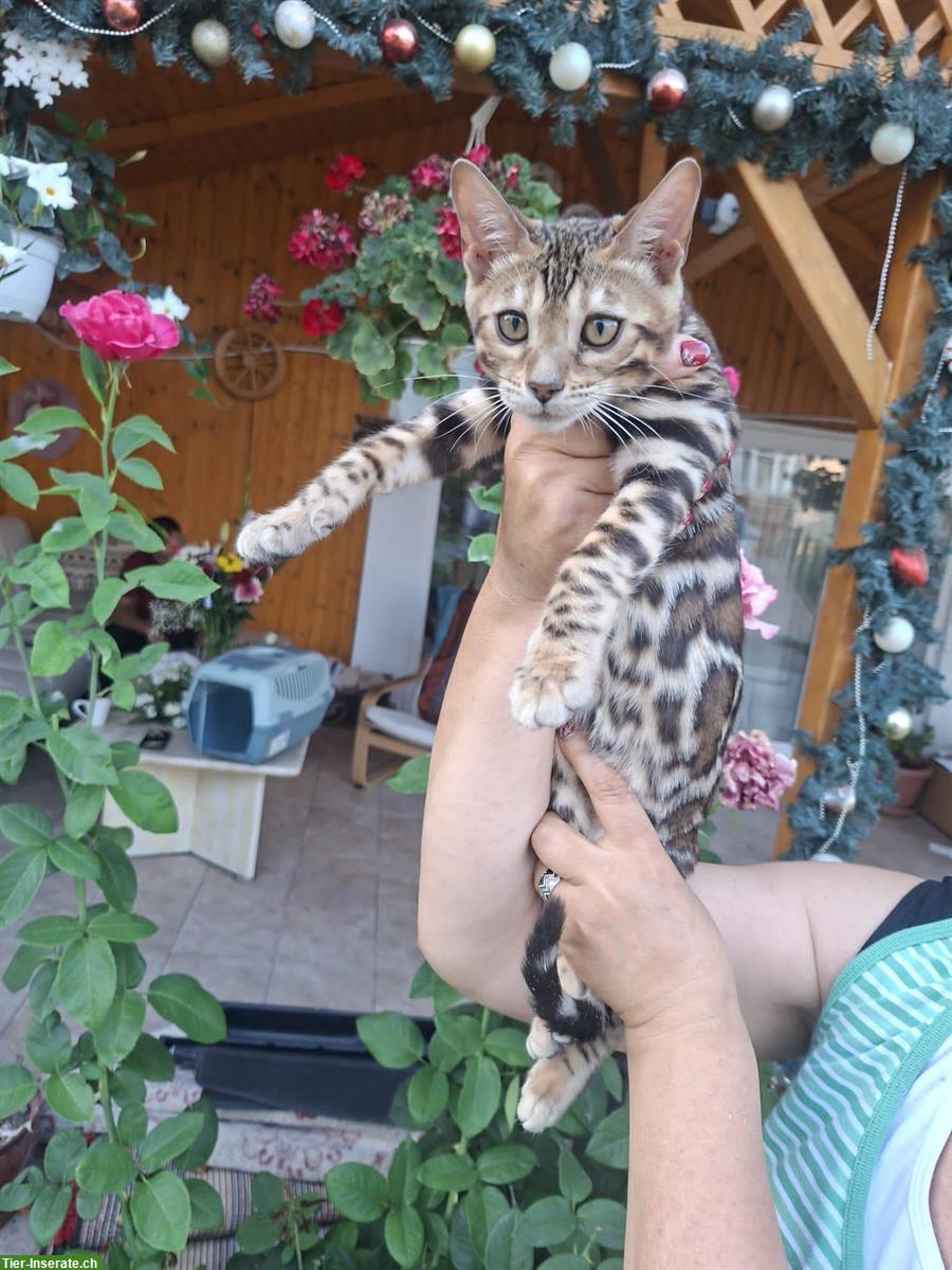 Exceptional Bengal Cats breeding farm from Romania