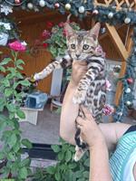 Exceptional Bengal Cats breeding farm from Romania