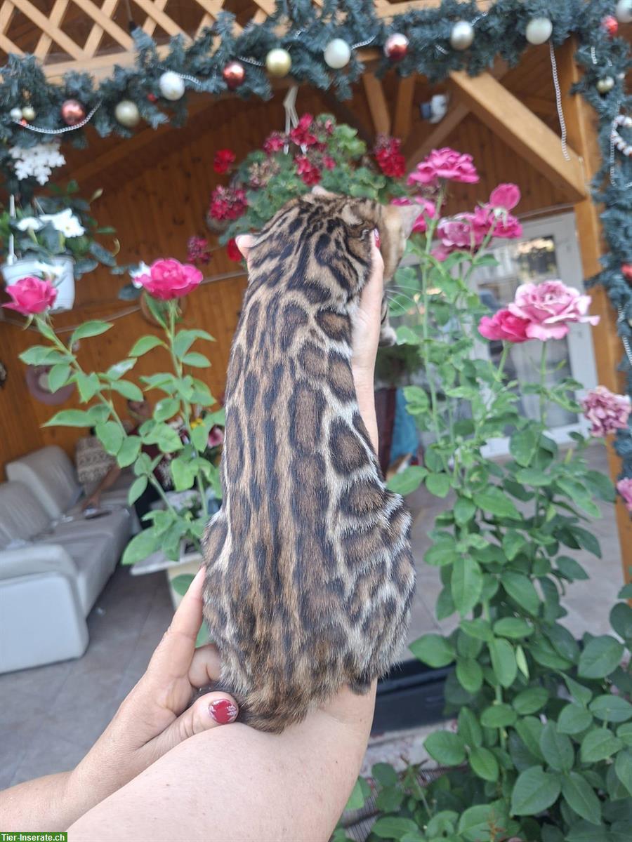 Bild 2: Exceptional Bengal Cats breeding farm from Romania