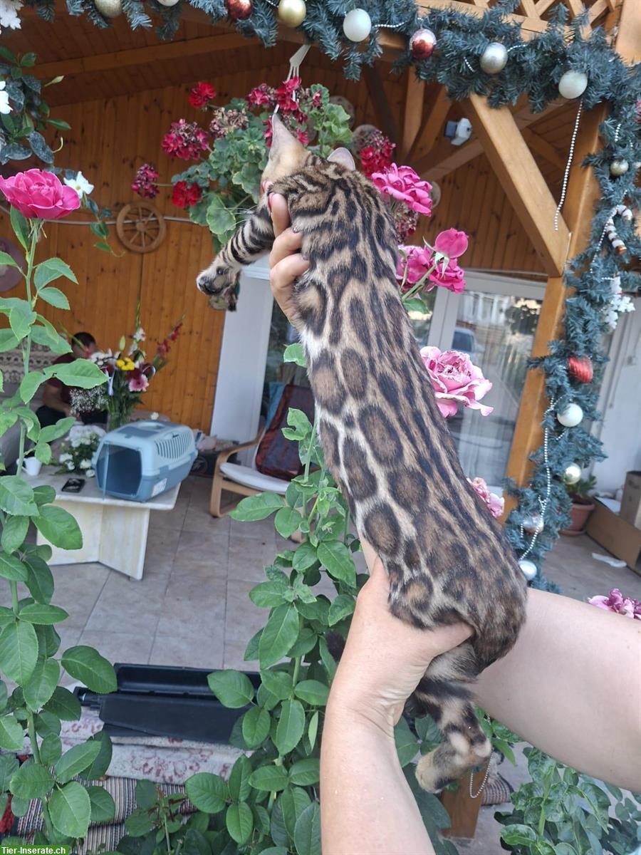 Bild 3: Exceptional Bengal Cats breeding farm from Romania