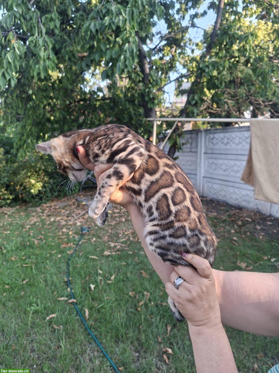 Bild 5: Exceptional Bengal Cats breeding farm from Romania