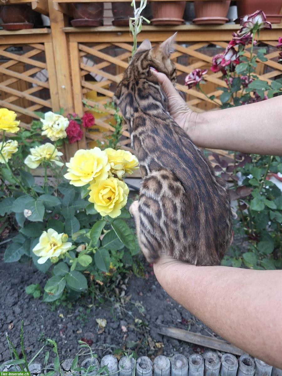 Bild 6: Exceptional Bengal Cats breeding farm from Romania