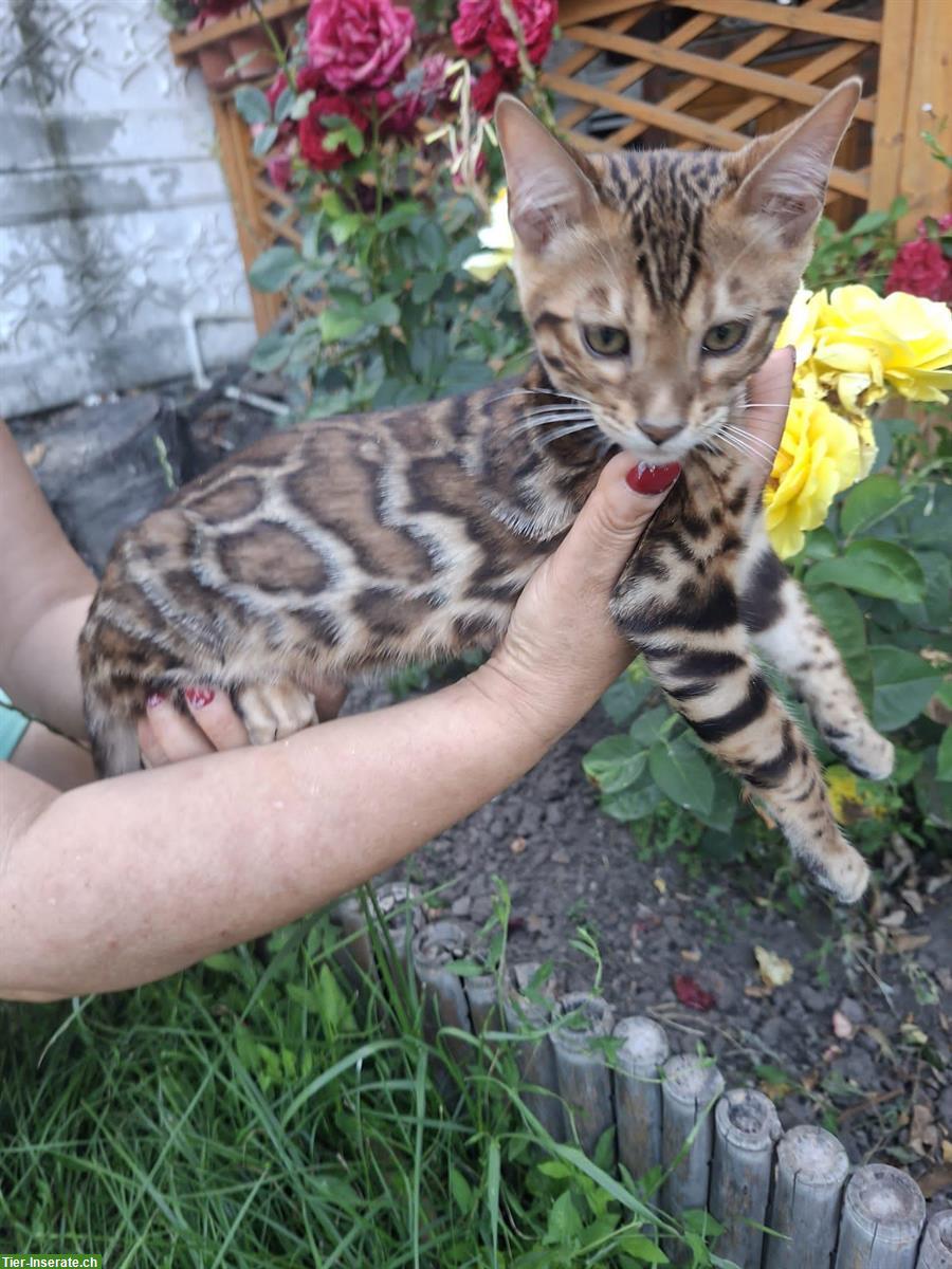 Bild 7: Exceptional Bengal Cats breeding farm from Romania