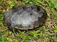 Emys Sumpfschildkröten zu verkaufen
