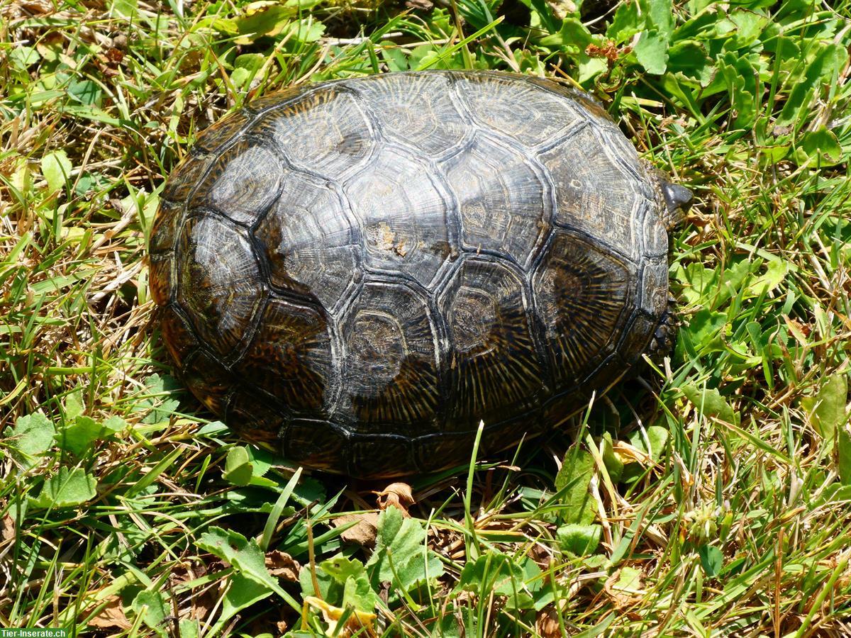 Bild 2: Emys Sumpfschildkröten zu verkaufen