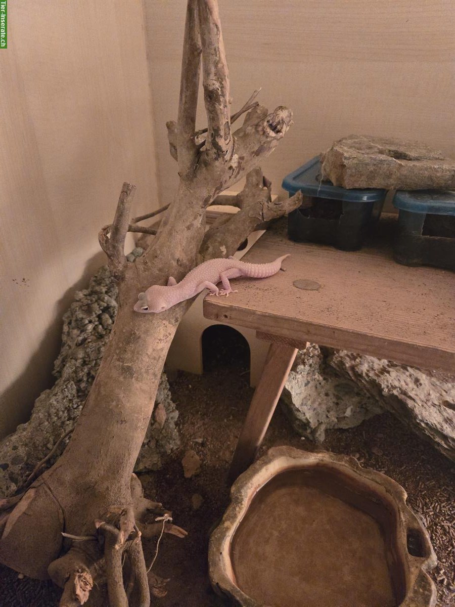 Biete 3 Leopardgecko Weibchen mit Terrarium