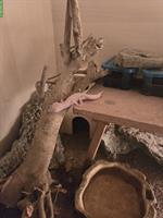 Biete 3 Leopardgecko Weibchen mit Terrarium