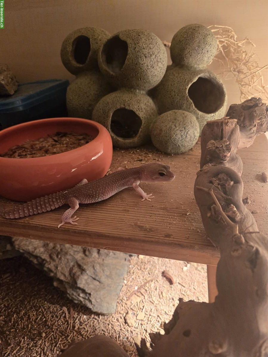 Bild 2: Biete 3 Leopardgecko Weibchen mit Terrarium