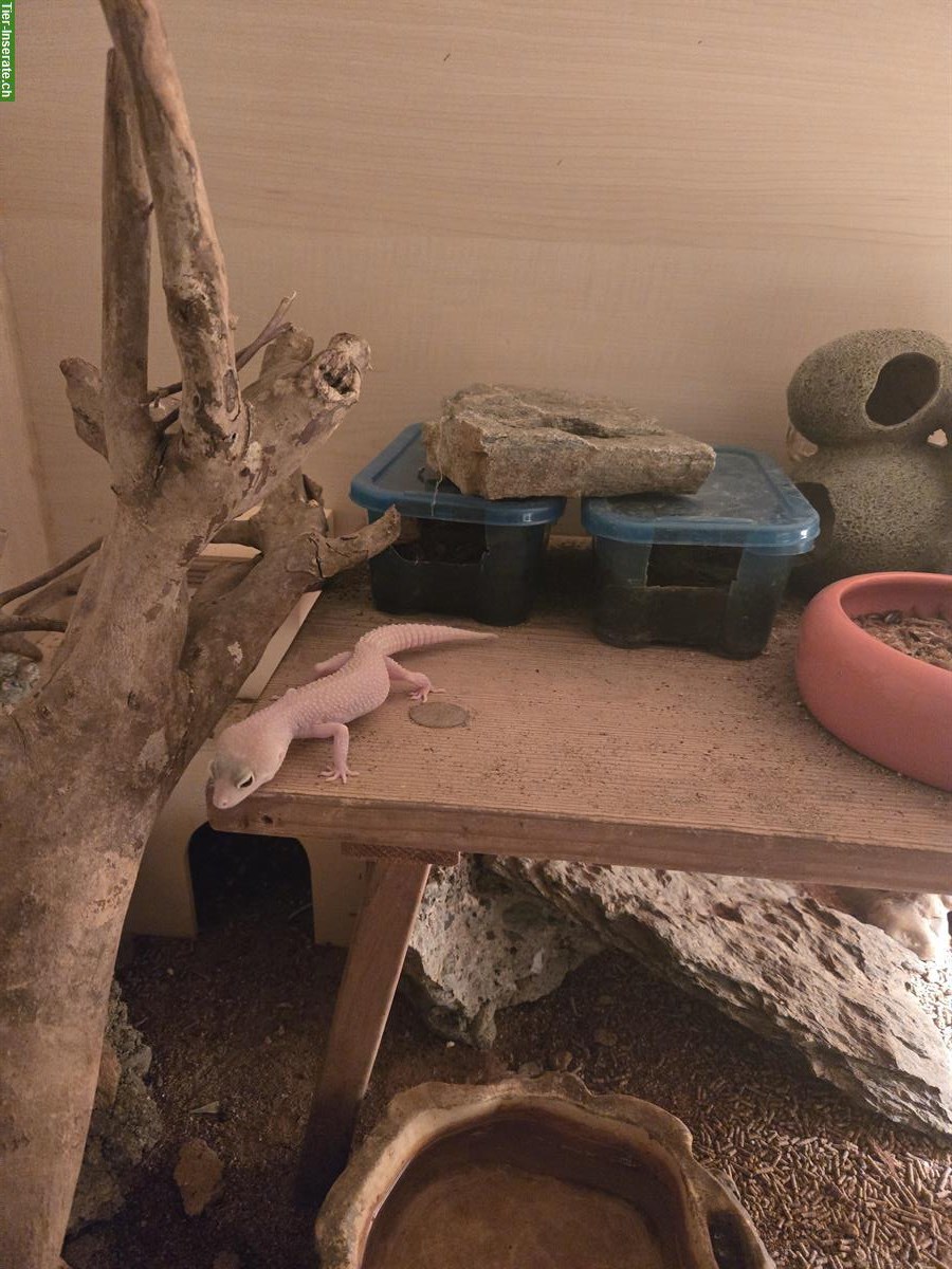 Bild 3: Biete 3 Leopardgecko Weibchen mit Terrarium