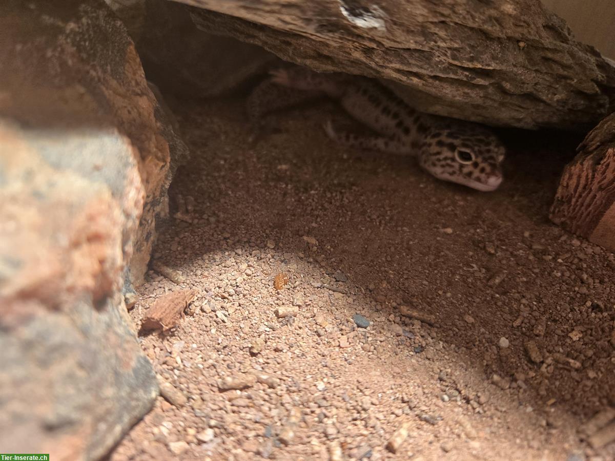 Bild 4: Biete 3 Leopardgecko Weibchen mit Terrarium