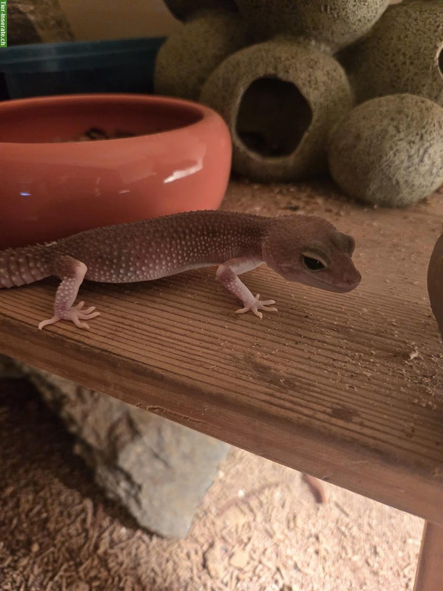 Bild 5: Biete 3 Leopardgecko Weibchen mit Terrarium