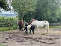 🐴Reitstunden für Kinder auf Shetty & Kleinpferd 🙂