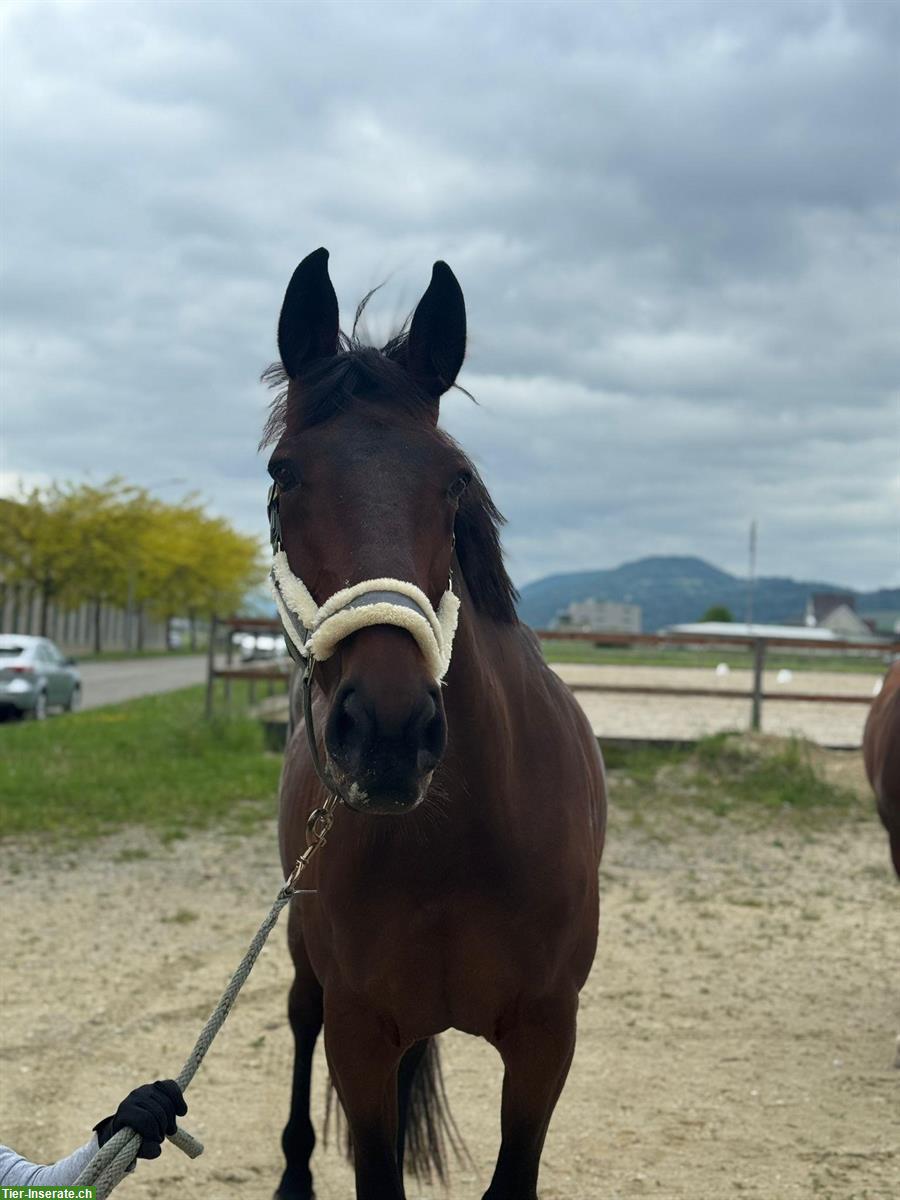 Bild 2: 🐴Reitstunden für Kinder auf Shetty & Kleinpferd 🙂