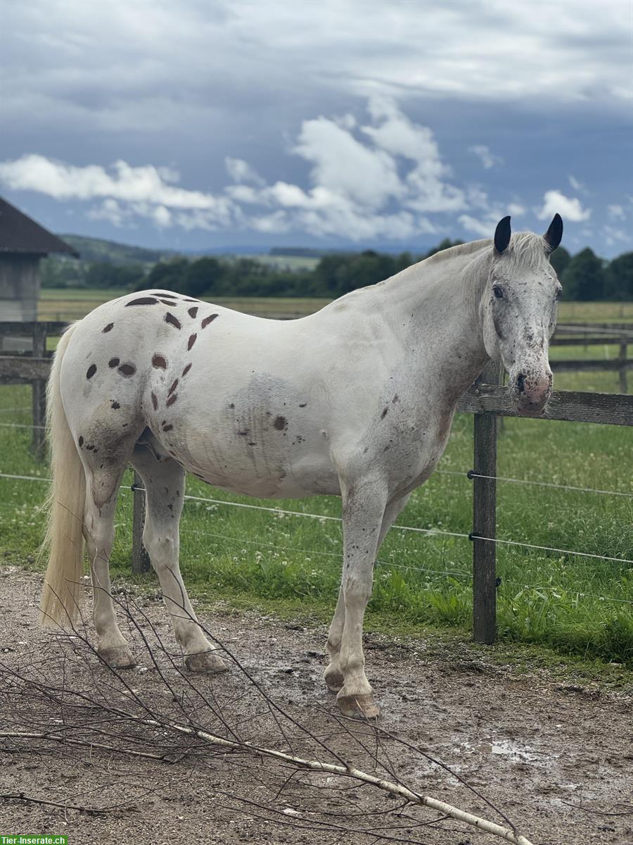 Bild 3: 🐴Reitstunden für Kinder auf Shetty & Kleinpferd 🙂