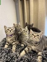 Britisch Kurzhaar Kitten, Whiskas