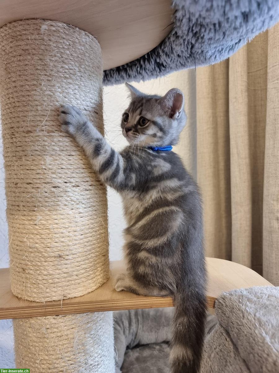 Bild 2: Britisch Kurzhaar Kitten, Whiskas