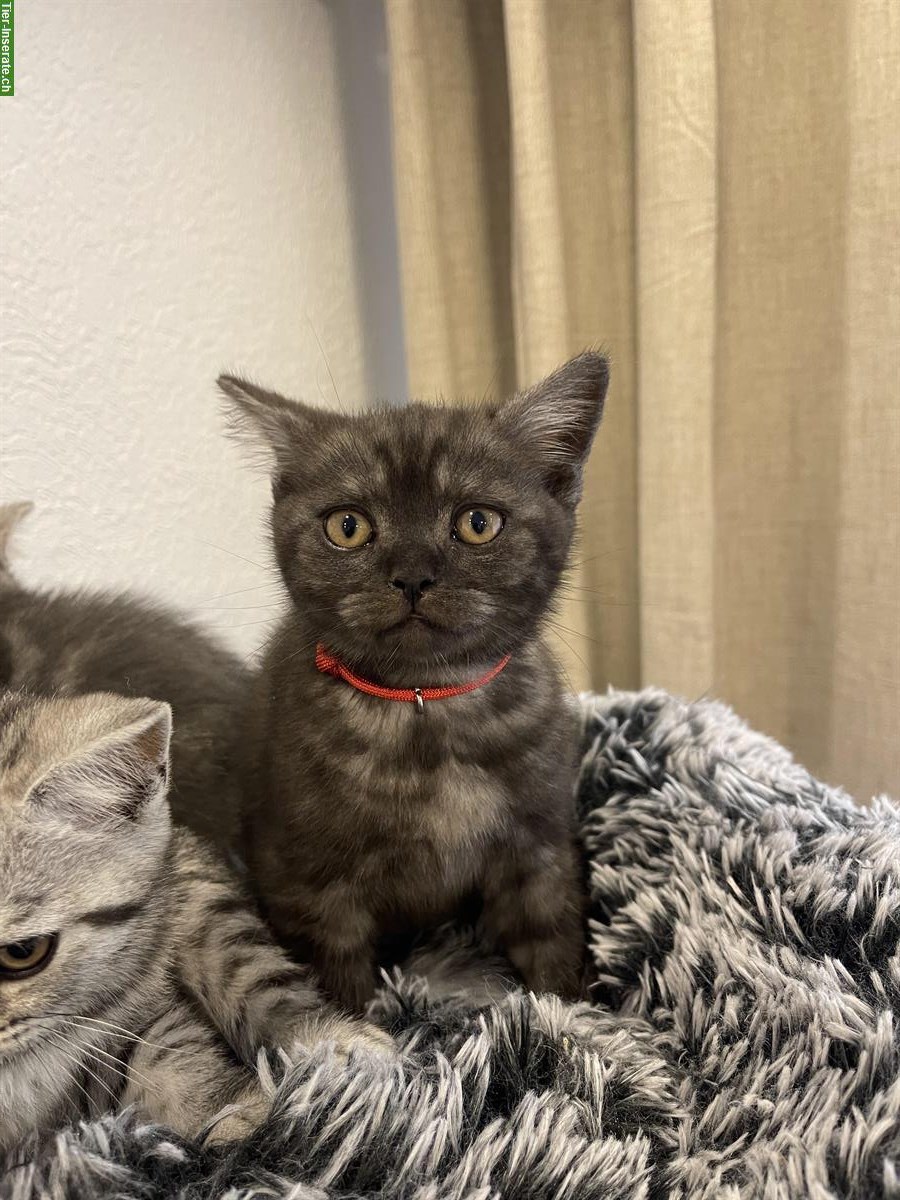Bild 3: Britisch Kurzhaar Kitten, Whiskas