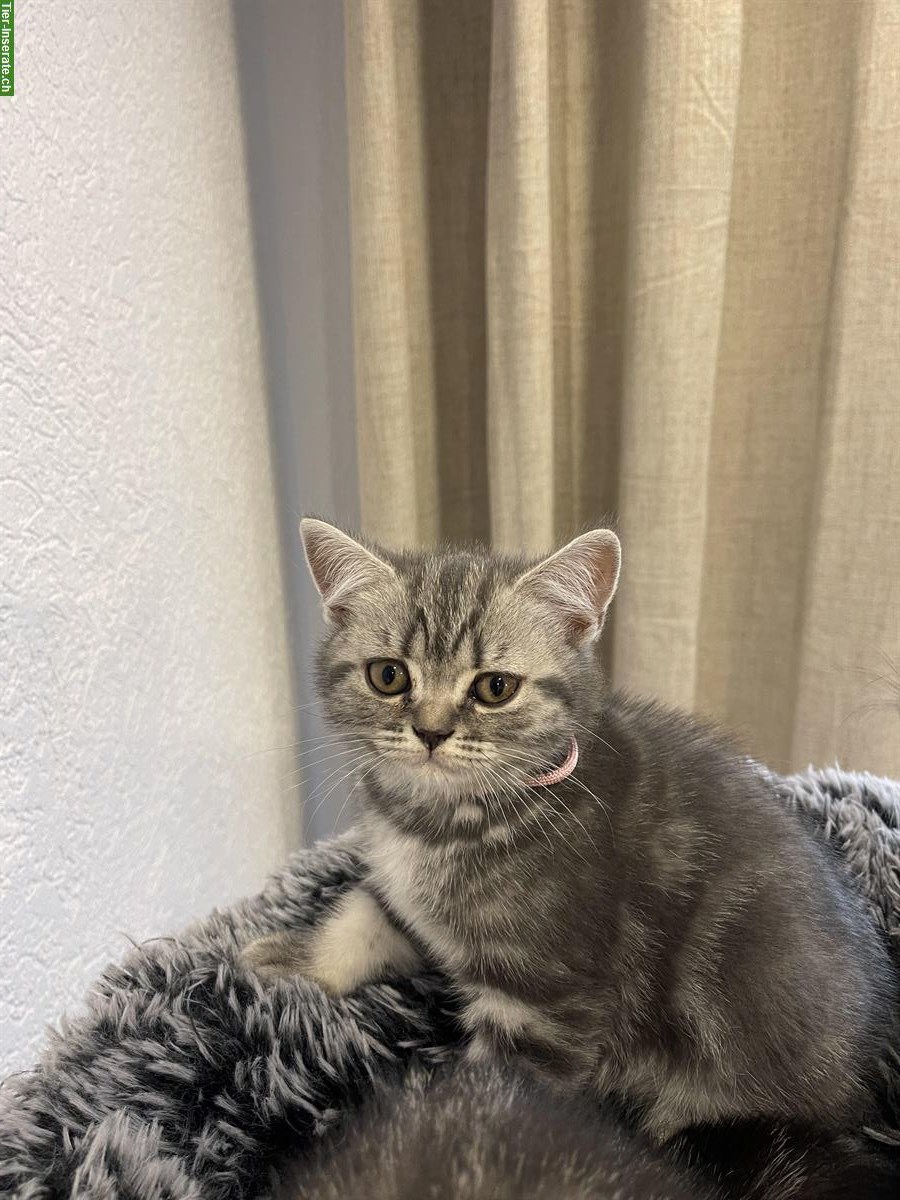 Bild 4: Britisch Kurzhaar Kitten, Whiskas