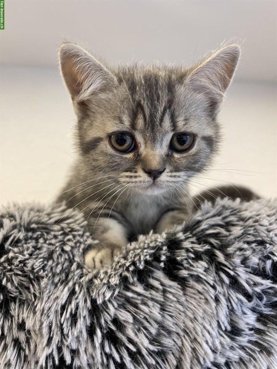 Bild 5: Britisch Kurzhaar Kitten, Whiskas