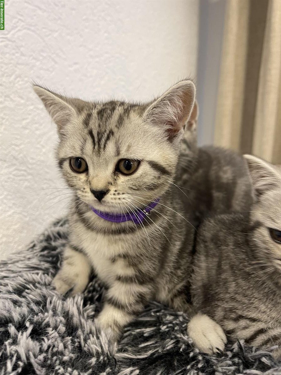 Bild 6: Britisch Kurzhaar Kitten, Whiskas