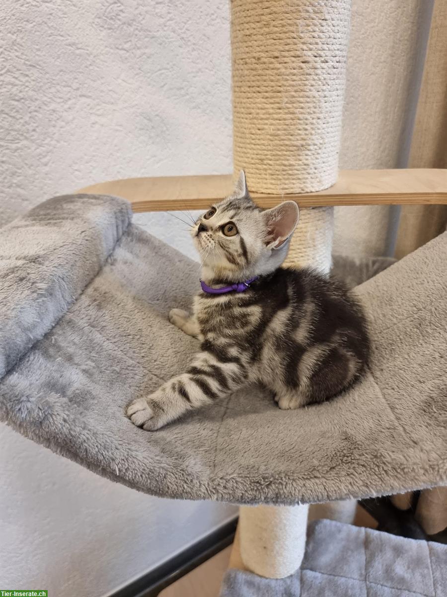 Bild 7: Britisch Kurzhaar Kitten, Whiskas