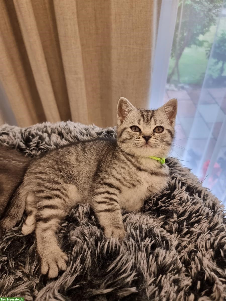 Bild 8: Britisch Kurzhaar Kitten, Whiskas