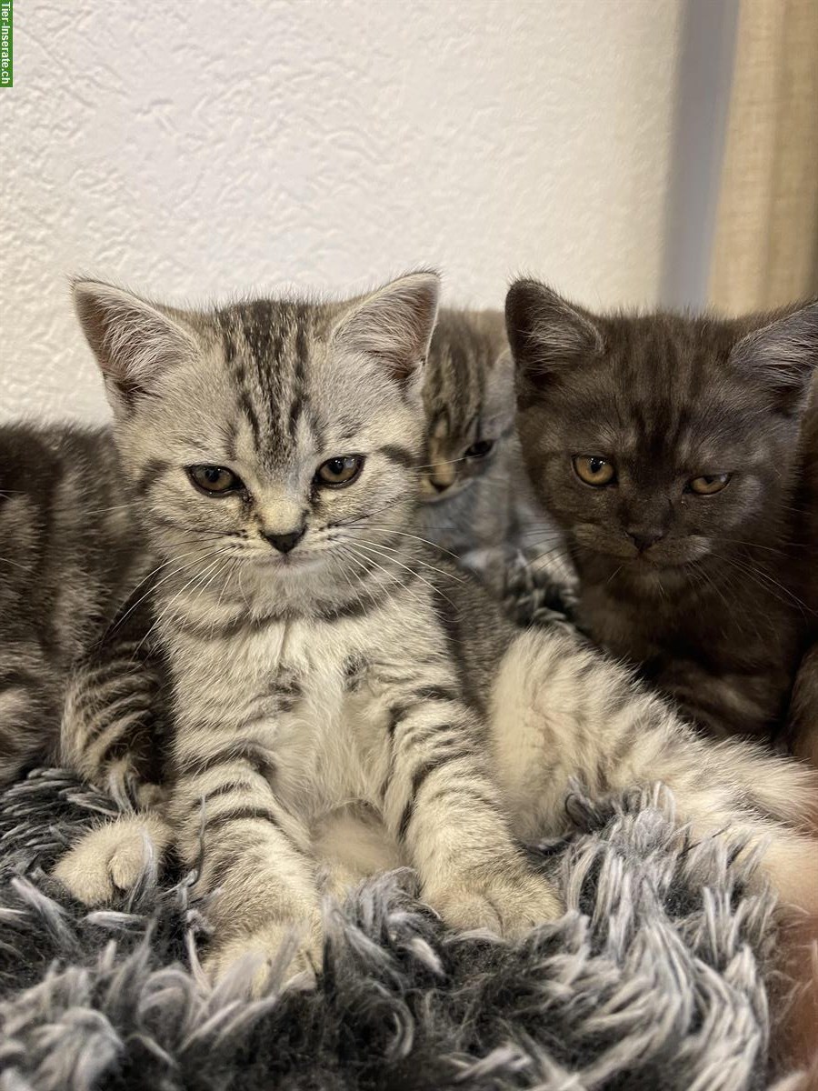 Bild 9: Britisch Kurzhaar Kitten, Whiskas