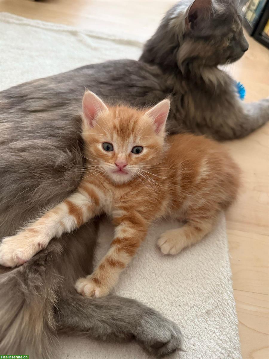 Maine Coon Katzenbabys abzugeben