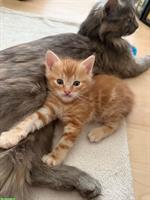 Maine Coon Katzenbabys abzugeben