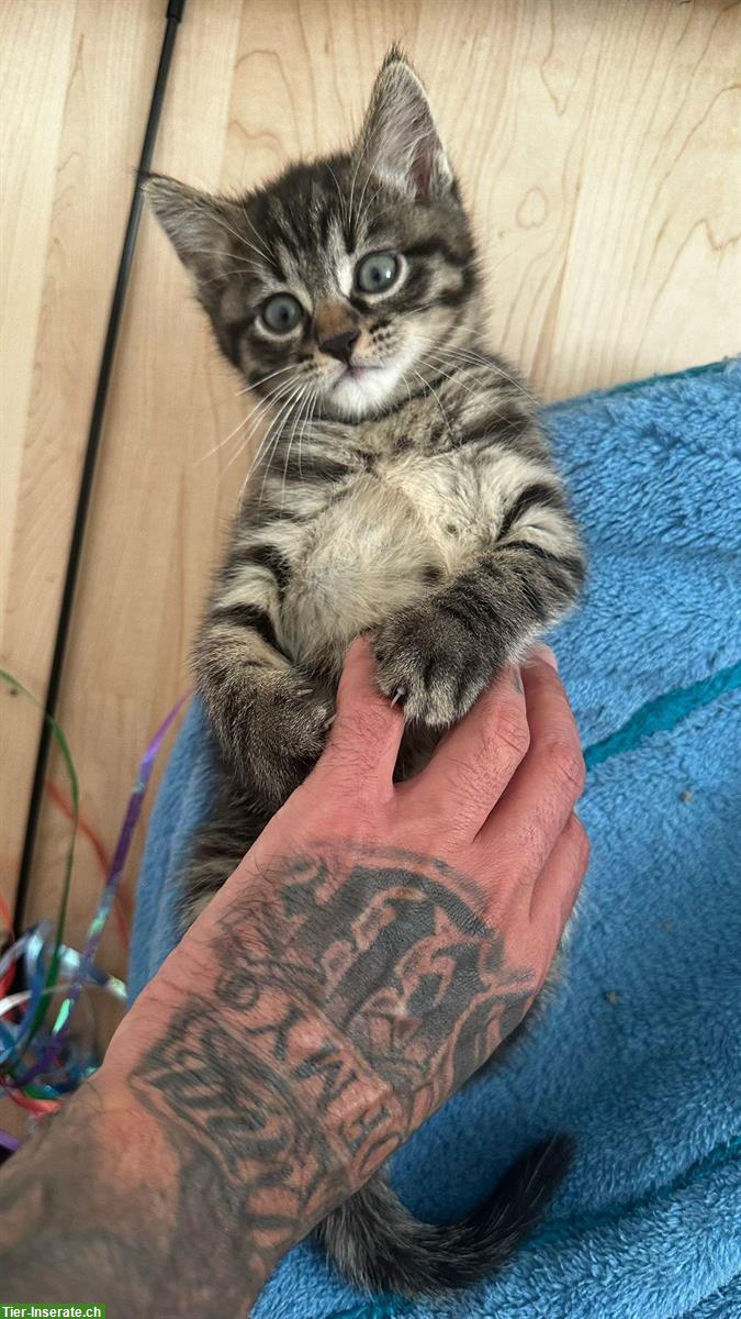 Bild 2: Maine Coon Katzenbabys abzugeben