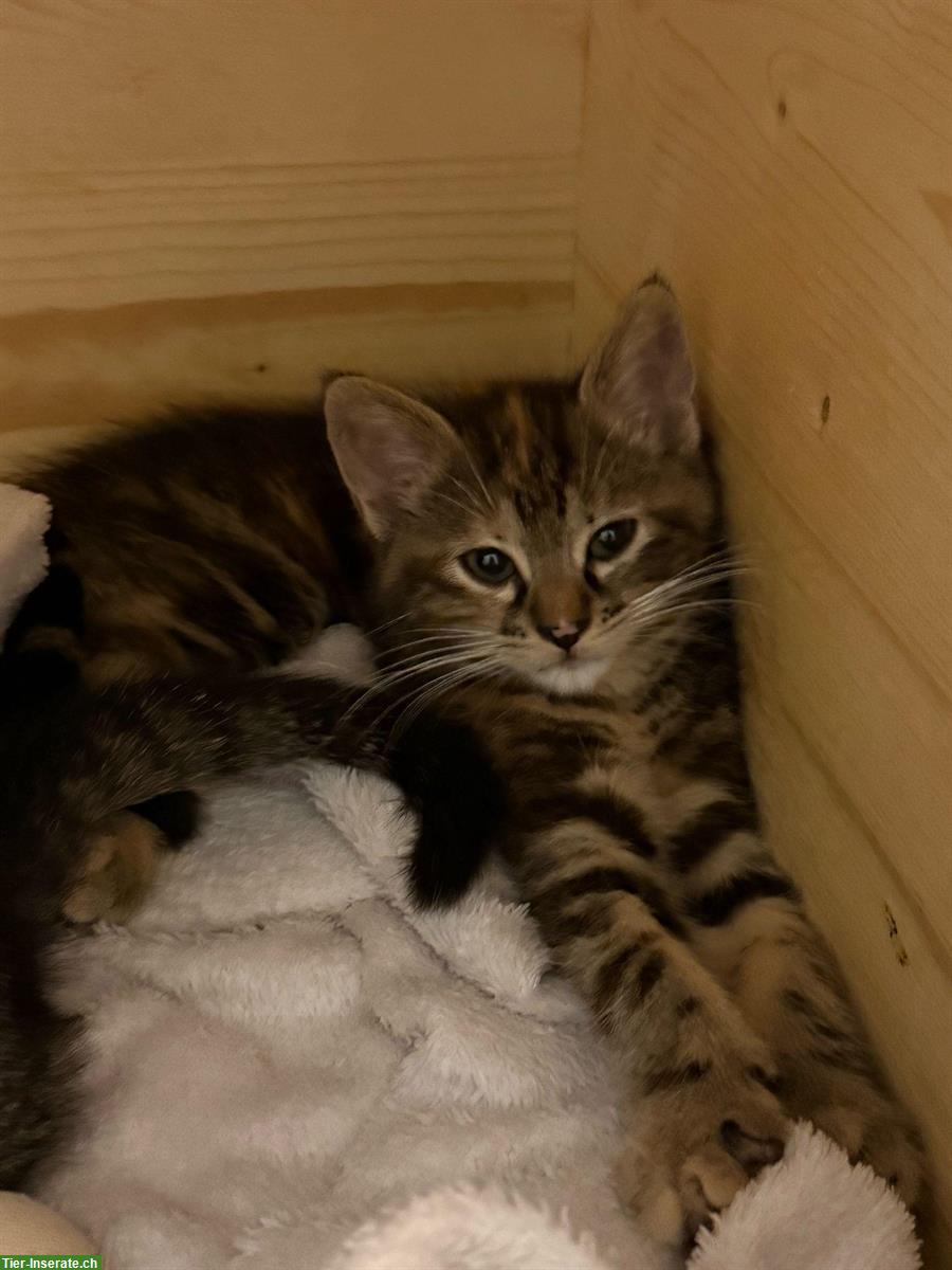 Bild 3: Maine Coon Katzenbabys abzugeben