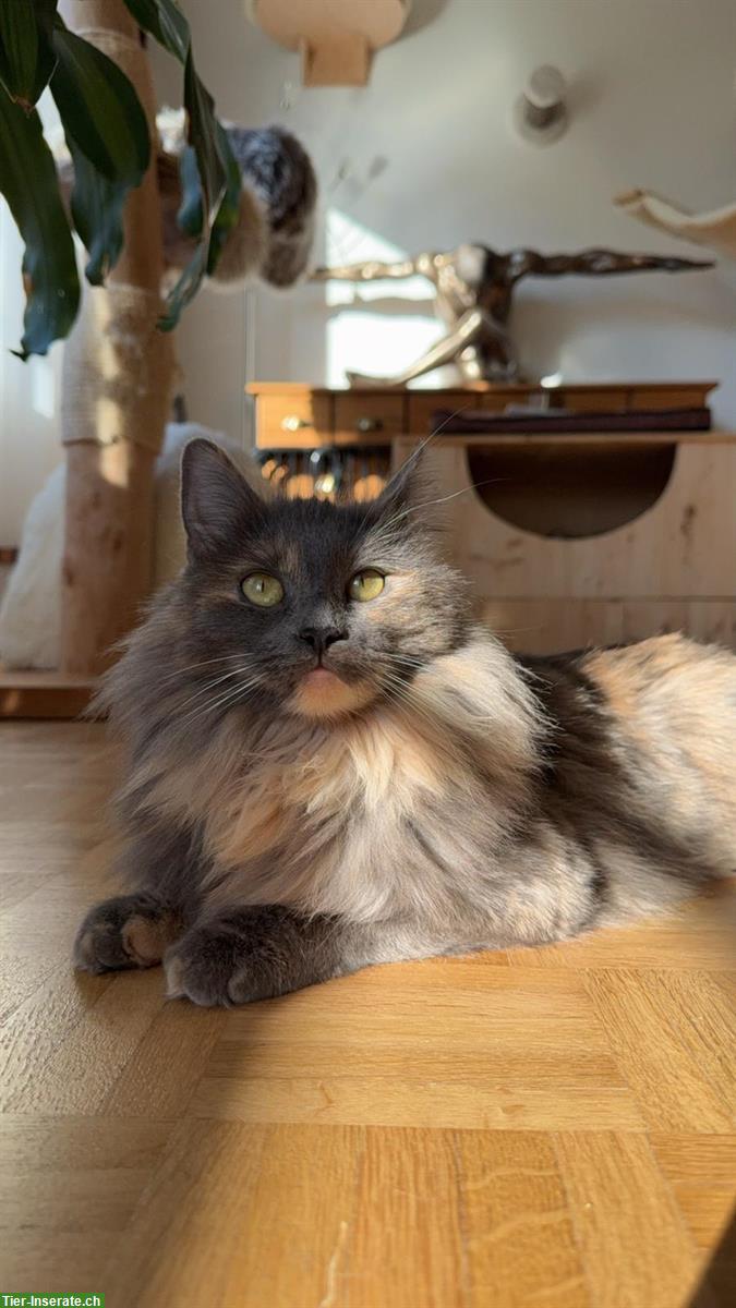 Bild 4: Maine Coon Katzenbabys abzugeben