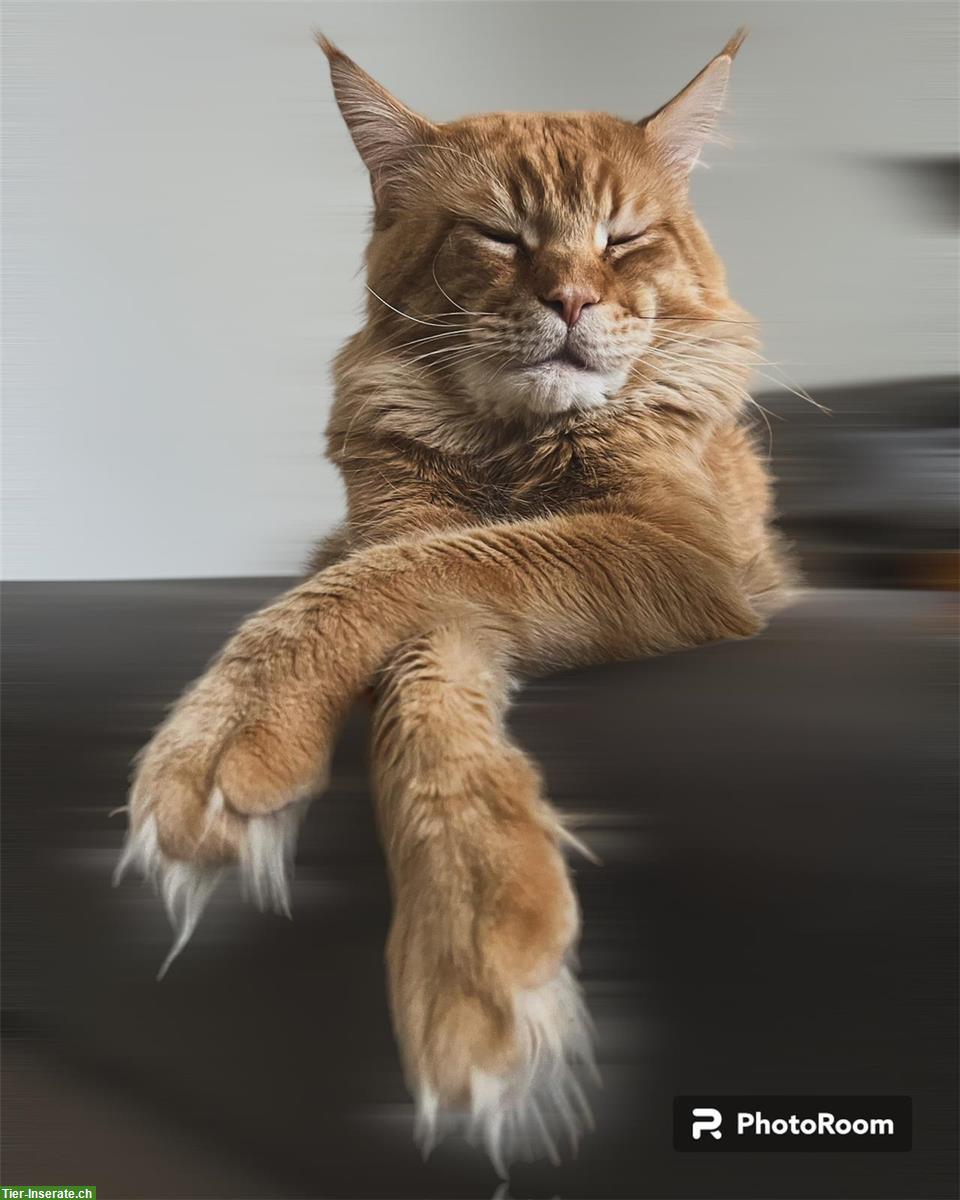 Bild 5: Maine Coon Katzenbabys abzugeben